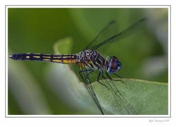 Dragonfly 2.jpg